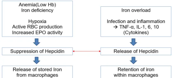 Fig. 1. Expression of hepcidin that is influenced by some physiological conditions. This figure shows two different expression of  hepcidin getting influenced by some physiological conditions