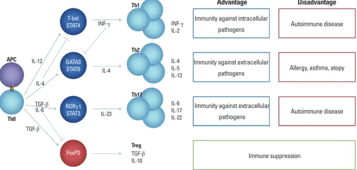 Fig. 1. Differentiation of helper T (Th) cells and their functional roles. 