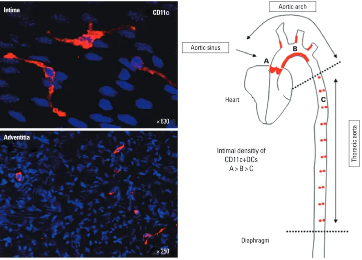 Fig. 1. Distribution of dendritic cells in normal mouse aorta. Left panels show immunofluorescence staining of CD11c in normal aorta
