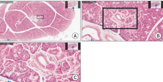 Figure 2.   Application of z-stacking to provide in-focus images in high magnification