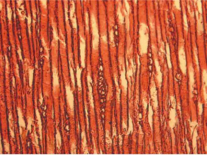 Fig. 9. Radial section(×100).