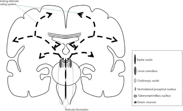 Figure  1.  Coronal section of ascending reticular activating system