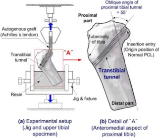 Fig. 5 Relationship between elongation and slippage  versus number of cyclic loading after posterior  cruciate ligament reconstruction; (a)  interference  screw  (PCL-1,-4,-5) and interference screw with  cancellous screw (PCL-8),  (b)  double cross-pin  (