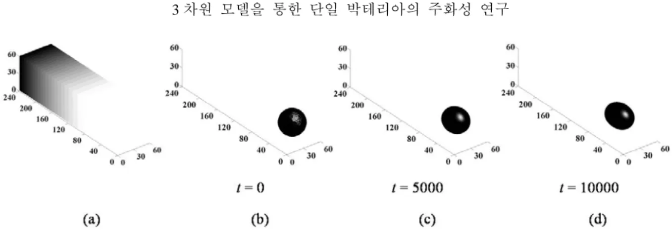 Fig. 5 An evolution sequence of a cell with the diameter of 40 in the non-linear chemical gradient field