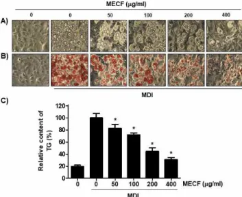 Figure  2.  Effect  of  MECF  on  adipogenesis  in  differentiating  3T3-L1  cells.  The  cells  were  induced  to  differentiate  with  induction  medium  in  the  presence  or  absence  of  MECF  for  8  days