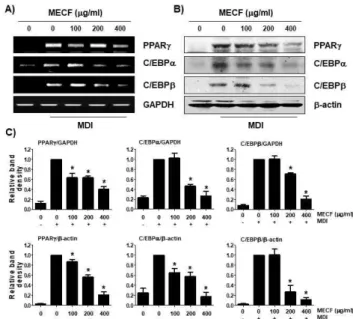 Figure  4.  Effect  of  MECF  on  cell  viability  of  B16F10  cells. 