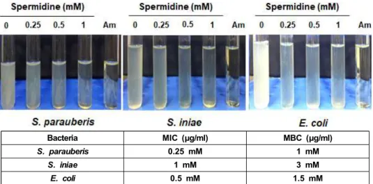 Figure  2.  Minimum  inhibitory  concentration  (MIC)  and  minimum  bactericidal  concentration  (MBC)  of  spermidine  against  fish  pathogenic  bacteria