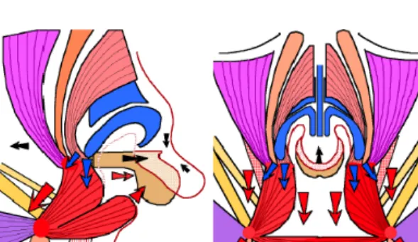 Figure  10.  Schematic  drawings  of  deformed  facial muscles in bilateral complete cleft lip,  lateral (left) and anterior (right) view.