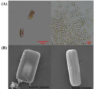 Figure  1.  Morphological  analysis  (A)  optical  microscope  and  (B)  electron  microscope  images