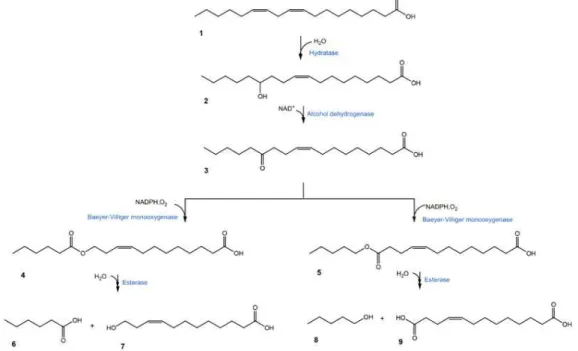 Figure  1.  Production  scheme  of  medium  chain  fatty  acids  from  linoleic  acid  using  multi-step  enzyme  reactions,  which  had  been  reported  in  our  previous  studies  [15]