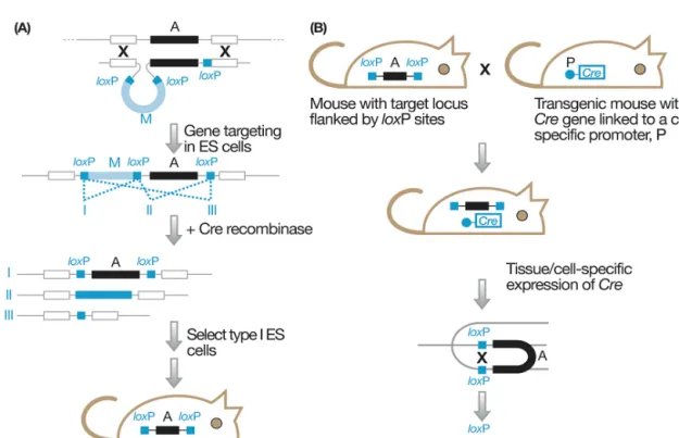 Figure 1. Mus musculus. Cre-loxP targeting for making conditional knockouts.