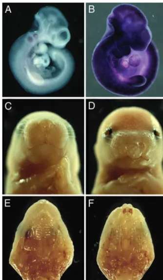 Figure 2. Transgenic Tbx10 overexpression causes CL_P. (A and B) Wholemount in situ  hybridization  analysis  showed  ubiquitous  overexpression  of  Tbx10  transcripts  in  CMV_-Tbx10  transgenic  embryos  at  E10.5  (B)  compared  with  the  highly  rest