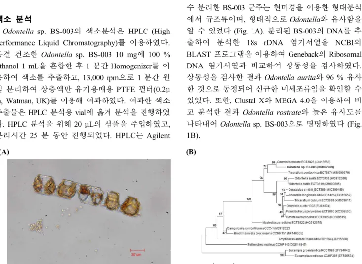 Figure  1.  (A)  Light  microscopy  image  of  isolated  strain,  Odontella  sp.  BS-003