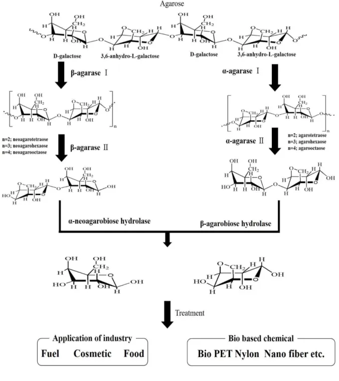 Figure  2.  Schematic  diagram  of  α-agarase  (right)  and  β-agarase  (left)  hydrolytic  pathways.