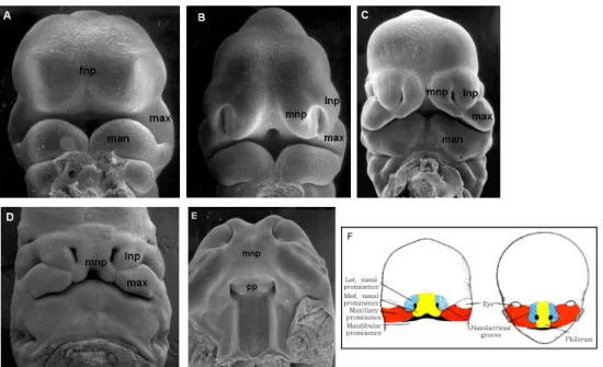 그림  1.  Morphogenesis  of  the  upper  lip  of  mouse.  A:E9.5-10.  B:E10-10.5,  C:E11,  D:E12 .5,  E:E12-13.5