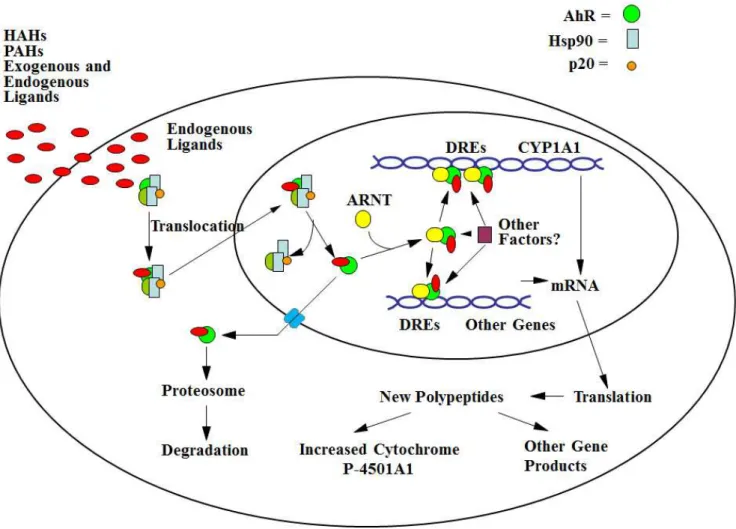 Figure  1.  Schematic  drawing  of  AhR-mediated  mechanism  of  action  for  dioxins  and  related  compounds  (Denison  and  Nagy,  2003) 