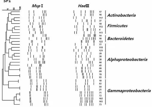Figure  1.  Dendrogram  showing  the  relationship  among  bacterial  isolates  based  on  the  16S  rRNA  gene-ARDRA  profiles  from  the  marine  sponge  P