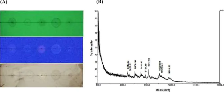 Figure  2.  TLC  dot  blotting  of  extracted  polysaccharide  from  defatted  microalgae  by  sulfation.