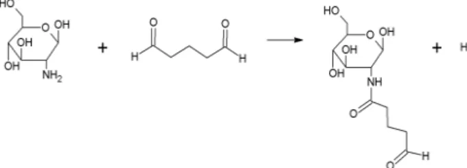 Figure  1.  Reaction  scheme  of  glucosamine  and  gluta- gluta-raldehyde  cross-linked  polymer.