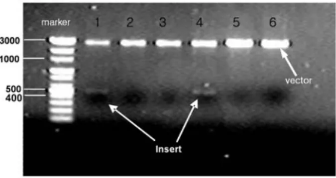 Fig. 7  Result of DNA ligation reaction by gel  electrophoresis after Restriction enzyme was  reacted  해서 80~98%인  것에  비교하여, (11,16)   본  연구에서  제안된  노즐  및  기둥  혼합형  혼합기의  효율이  500 l/min　 까지   측정한  결과 88.2%로서  비교적  좋은  결과를  얻었다