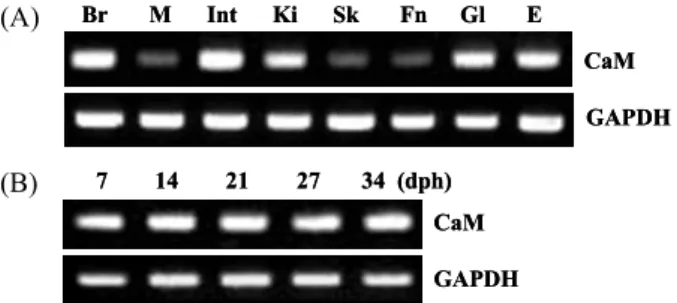 Fig.  2.  Multiple  alignment  of  the  amino  acid  sequences  of  the  CaM  Ca2+-binding  motifs  with  those  of  Rattus   norvegi-cus  (GenBank  accession  no