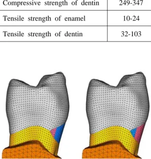 Table 2 Mechanical properties of teeth(MPa)