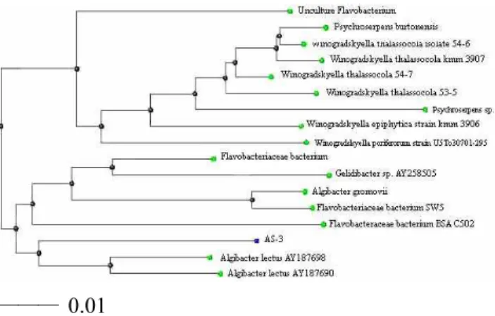 Fig.  1.  Nucleotide  sequences  of  16S  rDNA  Algibacter  lectus  AS-3.