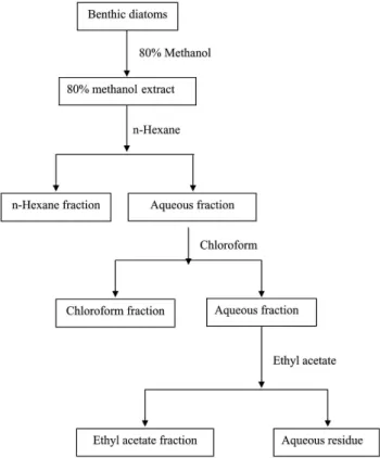 Fig.  1.  Scheme  of  solvent  fractionation  of  A.  coffeaeformis  and  A.  longipes