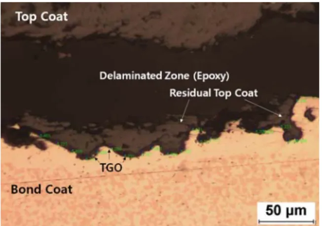Fig. 10 Micrographs showing the interface between  bond coat ant top coat(1151℃, 50h)