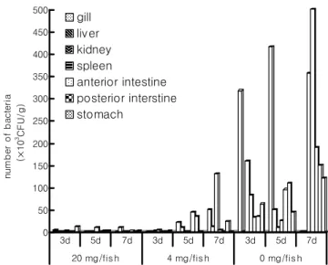 Fig.  5.  Survival  rate  for  small  size  (30～40  g)  flounder  fol- fol-lowing  challenge  with  live  E