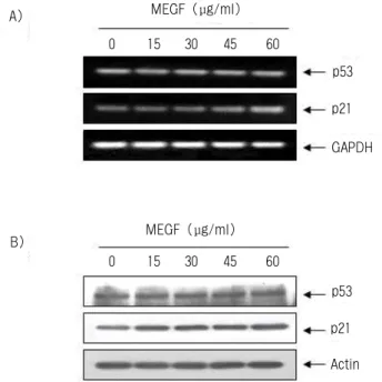 Fig.  4.  Induction  of  apoptosis  by  MEGF  in  U937  cells.  (A)  After  treated  with  MEGF  for  48  h,  cells  were  fixed  and  stained  with  DAPI
