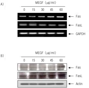 Fig.  6.  Effects  of  MEGF  on  Fas/FasL  system  expression  in  U937  cells.  (A)  After  48  h  incubation  with  MEGF,  total  RNAs  were  isolated  and  reverse-transcribed