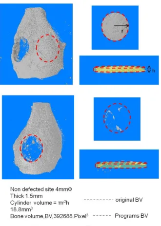 Fig.  4.  Diagram  data  of  calculation  of  regeneration  bone  volume  in  mouse  calvarial  defected  model   결손을  가한  마우스  두개골  왼쪽  부위의  재생량은  1.35mm 3   으로  재생량이  분석이  되었고  자가  뼈  재생  다음과  같다