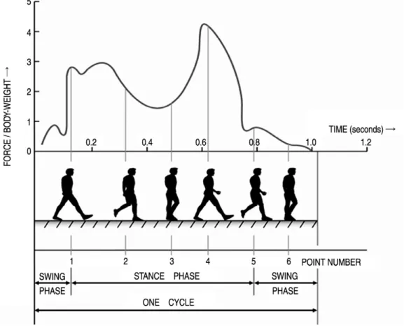 Fig. 1. Magnitude of the resultant hip joint reaction force during walking.(Modifed and redrawn from Paul JP