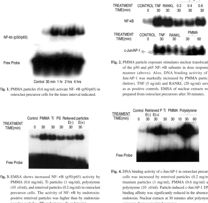 Fig. 1. PMMA particles (0.6 mg/ml) activate NF-κB (p50/p65) in osteoclast precursor cells for the times interval indicated.
