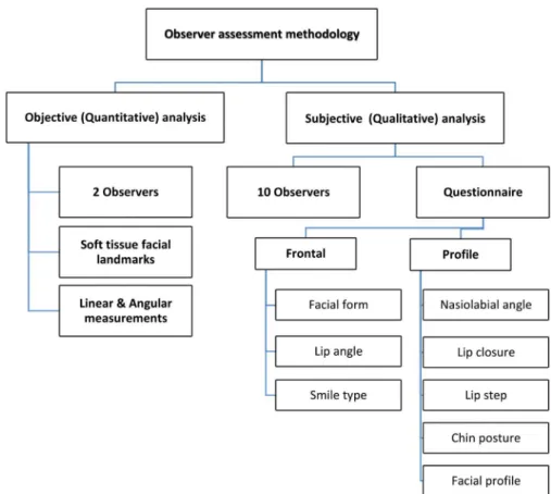 Fig. 3.  Flowchart of the observers’ analyses.