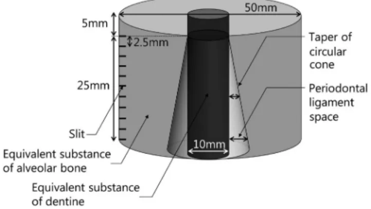Fig. 2.  Diagram of the periodontal ligament phantom.