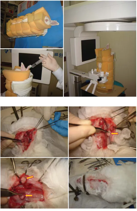 Fig. 2. A specially designed equip- equip-ment is used for immobilization of the rabbit during the procedures.