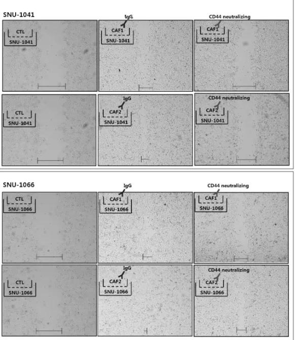 Fig. 3. Blocking CD44 activity in CAFs decreased cancer cell motility. In a transwell system, cancer cells were seeded on the bottom  chamber of 24 well plate and CAFs, which were pre-treated with 1 µg of CD44-neutralizing antibody for 30 min, were placed 