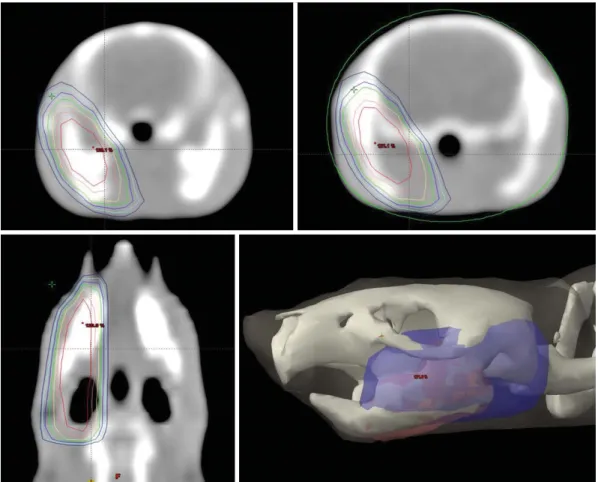 Fig. 1. Target volume of the right mandible including the ramus and condyle in CT scans are set prior to high-dose irradiation