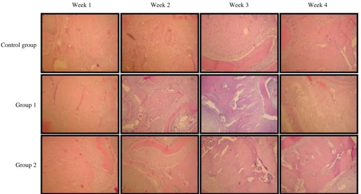 Fig. 8. Histopathologic examination of the alveolar bone below molar tooth (H&amp;E stain, 100×)