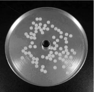 Fig. 2.  The example image of thermoluminescent dosimeters (TLDs).