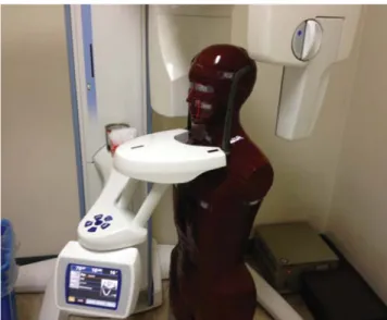 Fig. 1. The limbless female whole body phantom.