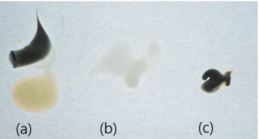 Fig. 7-b 는 각기 다른 시멘트에 빛을 투과 시켜보았다. (a)와 (c)에는 빛이 투과되지 못한 것을 볼 수 있다. (b)의 레진 시 멘트만 빛을 투과 시키는 성질이 있다