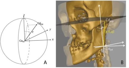 Fig. 2. A. An alternate spherical coordinate system (v,  θ, ϕ) for 3D evaluation of the longitude of ramus (Cd sup -Go inf ) as an example, where v is the length,  θ the midsagittal  in-clination angle,  ϕ the coronal  incli-nation angle