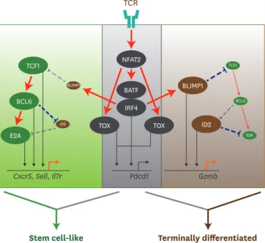 Figure 3. Transcriptional network to regulate differentiation of CD8 T cells during chronic viral infection