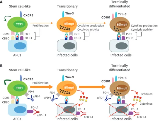 Figure 4. Proposed mechanism of PD-1-directed immunotherapy during chronic viral infection and cancer
