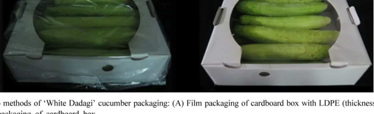 Fig. 1. Two methods of ‘White Dadagi’ cucumber packaging: (A) Film packaging of cardboard box with LDPE (thickness 0.05 mm), (B) Non- packaging of cardboard box