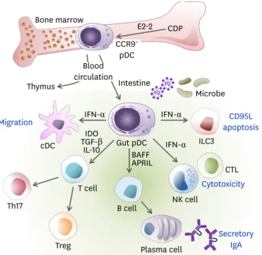 Figure 1. The role of pDCs in gut immunity. The pDCs can be differentiated from CDPs and IL-7R +  lymphoid  precursor cells in an E2-2-dependent manner in the BM and distributed via the blood circulation to lymphoid  organs such as the thymus, spleen, LNs,
