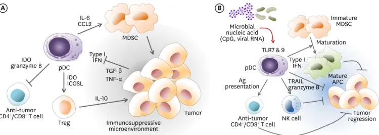 Figure 2. The role of pDCs in the cancer microenvironment. (A) Peritumoral pDCs confer tumor promotion by immunosuppression
